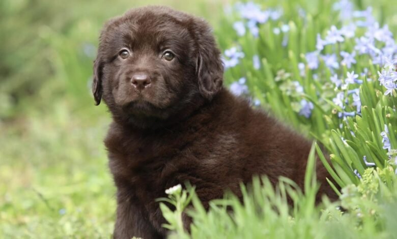 unwanted puppies for free